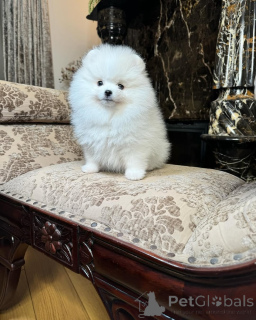 Photo №1. spitz nain - à vendre en ville de Amberg | 455€ | Annonce №166628