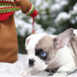 Photo №3. Incroyable couleur rare bouledogue français Merle chiot mâle et femelle. Pays Bas