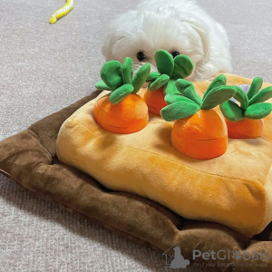 Photo №1. bichon maltais - à vendre en ville de Munich | négocié | Annonce №95244