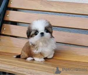 Photo №4. Je vais vendre shih tzu en ville de Derby.  - prix - négocié