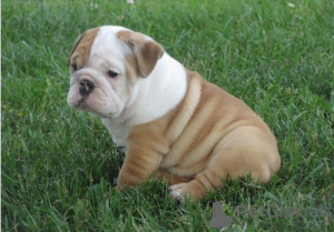 Photo №1. bulldog anglais - à vendre en ville de Porto | 750€ | Annonce №160476