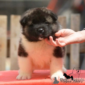 Photo №2 de l'annonce № 174448 de la vente akita (chien) - acheter à Serbie éleveur