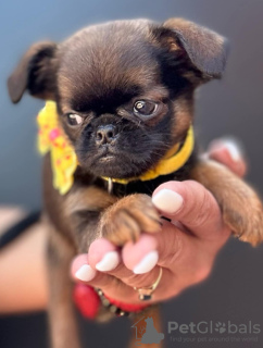 Photos supplémentaires: Chiots mâles Griffon de Bruxelles à vendre