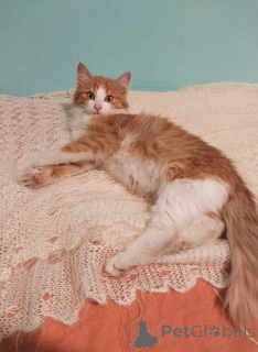 Photo №2 de l'annonce № 159492 de la vente  - acheter à Fédération de Russie annonce privée