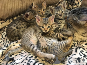 Photos supplémentaires: Chatons Savannah passionnés avec pedigree à vendre à des foyers bienveillants