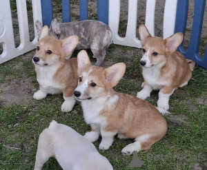 Photo №2 de l'annonce № 168777 de la vente welsh corgi - acheter à Serbie éleveur