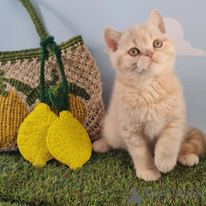 Photo №4. Je vais vendre british shorthair en ville de Tandel.  - prix - négocié