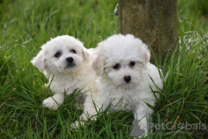 Photo №3. Chiots Bichon Frise de race pure disponibles maintenant. Allemagne