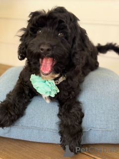 Photo №1. labradoodle - à vendre en ville de Berikon | négocié | Annonce №156281