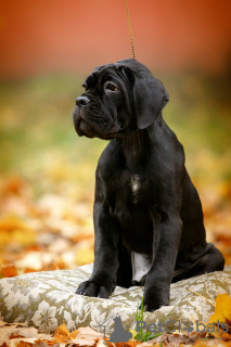 Photos supplémentaires: Chiots Cane Corso italien