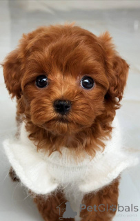 Photo №4. Je vais vendre bichon maltais en ville de Augsbourg. éleveur - prix - 1200€