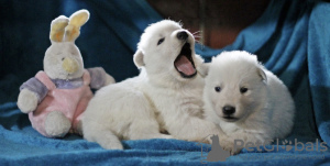 Photo №2 de l'annonce № 40056 de la vente berger blanc suisse - acheter à Pologne éleveur