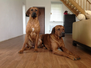 Photos supplémentaires: Chiots Rhodesian Ridgeback à la recherche de propriétaires