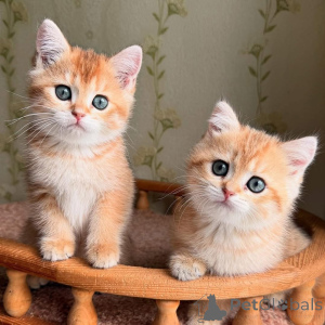 Photo №4. Je vais vendre  en ville de Boulogne-Billancourt.  - prix - négocié