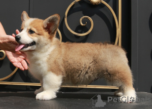 Photo №4. Je vais vendre welsh corgi en ville de Москва. de la fourrière, éleveur - prix - 946€