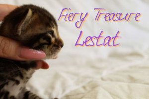 Photo №4. Je vais vendre bengal en ville de Krasnodar. de la fourrière, éleveur - prix - 500€