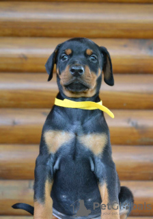 Photos supplémentaires: Chiots Dobermann à vendre