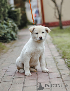 Photo №3. Le petit cœur de chiot cherche une maison. Fédération de Russie