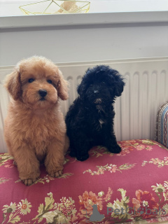 Photo №1. chien à loutre - à vendre en ville de Belgrade | négocié | Annonce №144405