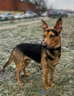 Photo №2 de l'annonce № 161437 de la vente chien bâtard - acheter à Fédération de Russie annonce privée