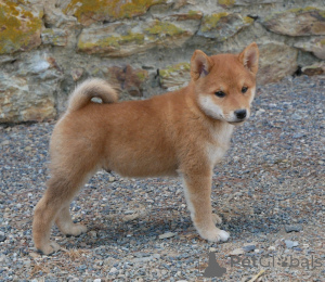 Photo №1. shiba - à vendre en ville de Lige | Gratuit | Annonce №173717