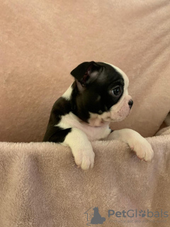 Photos supplémentaires: Adorables chiots Boston Terrier en adoption gratuite