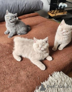 Photo №1. british shorthair - à vendre en ville de Genève | 400€ | Annonce № 172042