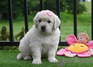 Photo №2 de l'annonce № 166317 de la vente golden retriever - acheter à France annonce privée, éleveur