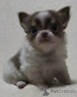 Photo №1. chihuahua - à vendre en ville de Freiburg im Breisgau | négocié | Annonce №152857