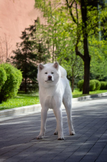 Photo №2. Service d'accouplement akita (chien). Prix - Négocié