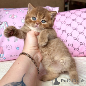 Photo №3. Des yeux brillants, des pattes douces et un cœur plein d'amour rencontrent Luna.. Allemagne