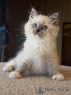 Photo №3. Fort, doux et plein de cœur, Leo est le roi des câlins et du charme.. Allemagne