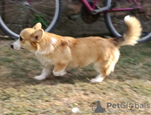 Photo №4. Je vais vendre welsh corgi en ville de Belgrade.  - prix - 400€