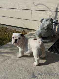 Photo №2 de l'annonce № 173721 de la vente bulldog anglais - acheter à Allemagne éleveur