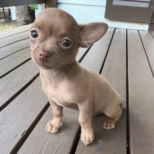 Photo №4. Je vais vendre chihuahua en ville de Berlin. annonce privée - prix - 650€