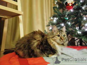 Photo №2 de l'annonce № 161237 de la vente  - acheter à Fédération de Russie annonce privée