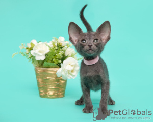 Photo №2 de l'annonce № 132333 de la vente oriental shorthair - acheter à Fédération de Russie de la fourrière