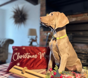 Photo №3. PRÊT MAINTENANT DERNIERS QUELQUES FILLES KC Reg Weimaraner Pups. Danemark