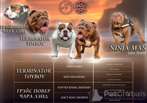 Photo №1. bulldog anglais - à vendre en ville de Москва | 2000€ | Annonce №11210