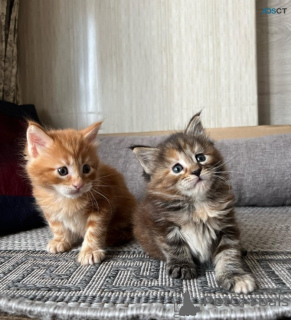 Photo №1. maine coon - à vendre en ville de Tallinn | négocié | Annonce № 169776