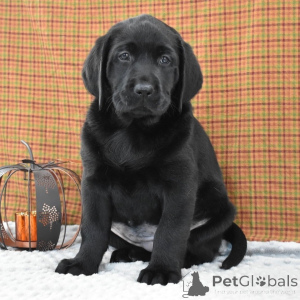 Photo №4. Je vais vendre labrador retriever en ville de Borough de Londres de Camden. annonce privée - prix - 700€