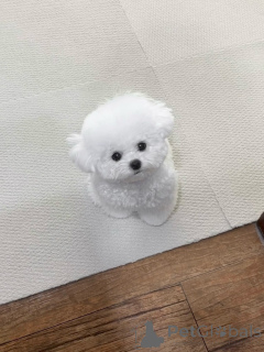 Photo №1. bichon maltais - à vendre en ville de Brême | négocié | Annonce №156664