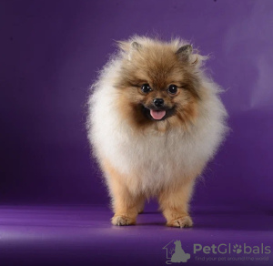 Photo №4. Je vais vendre spitz allemand en ville de Москва. annonce privée - prix - négocié