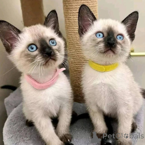 Photo №1. siamois - à vendre en ville de Munich | négocié | Annonce № 165044