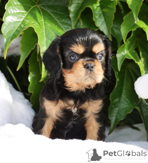 Photo №2 de l'annonce № 141333 de la vente cavalier king charles spaniel - acheter à Italie éleveur