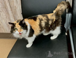 Photo №4. Je vais vendre maine coon en ville de North. éleveur - prix - négocié