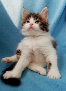 Photo №4. Je vais vendre maine coon en ville de Rostov-sur-le-Don. de la fourrière, éleveur - prix - 242€