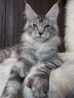 Photo №2 de l'annonce № 161211 de la vente maine coon - acheter à USA éleveur