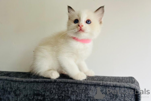 Photo №2 de l'annonce № 139601 de la vente ragdoll - acheter à L'Autriche éleveur