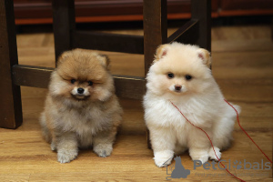 Photo №2 de l'annonce № 127122 de la vente  - acheter à Suède annonce privée, éleveur